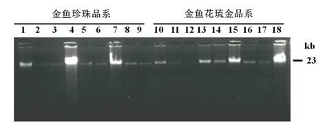 Method for detecting insertion flanking sequence and copying quantity of Tgf2 transposon in goldfish genome