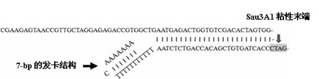 Method for detecting insertion flanking sequence and copying quantity of Tgf2 transposon in goldfish genome