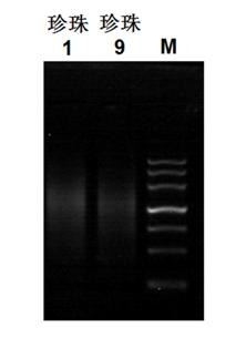 Method for detecting insertion flanking sequence and copying quantity of Tgf2 transposon in goldfish genome