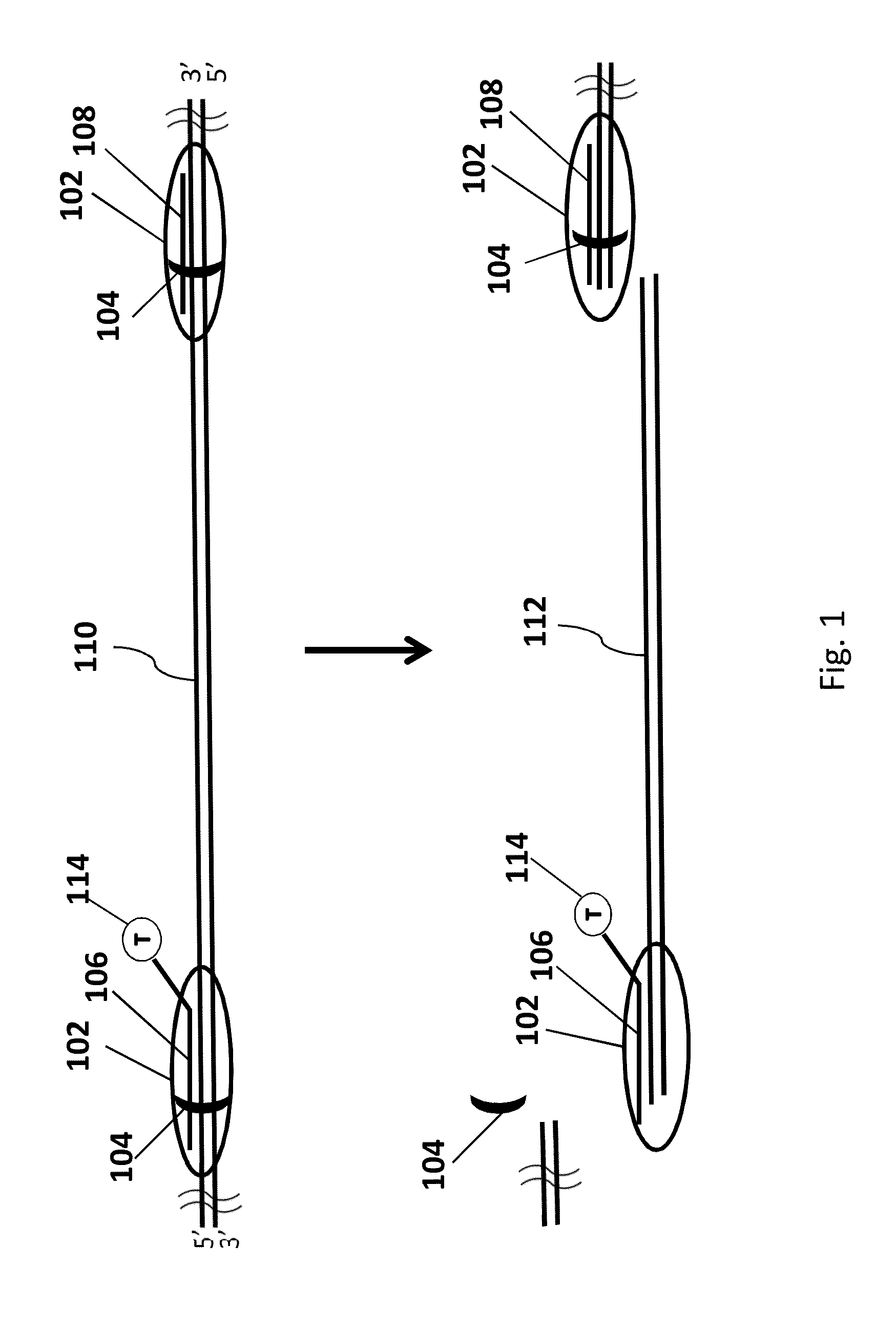 Genomic enrichment method, composition, and reagent kit