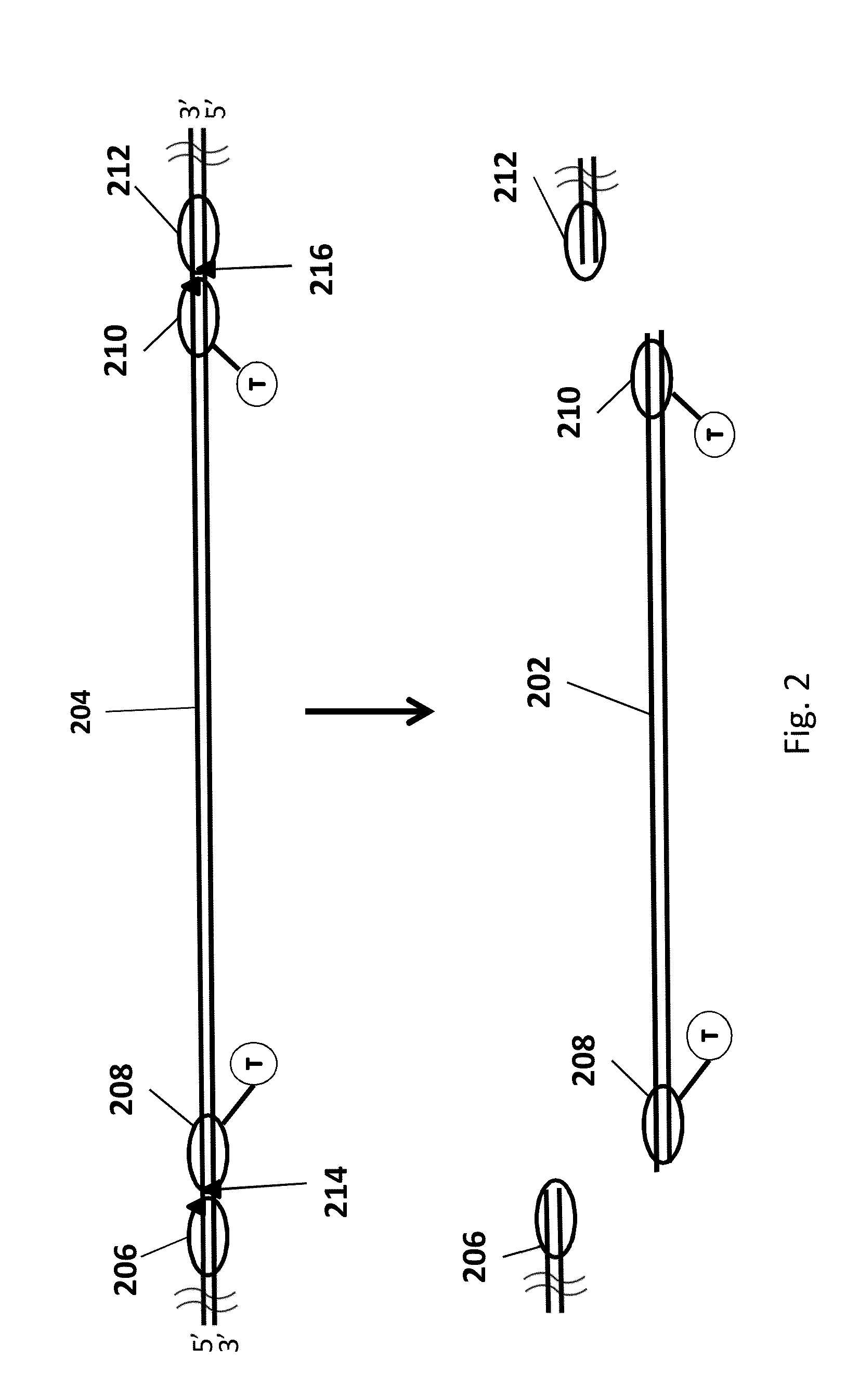 Genomic enrichment method, composition, and reagent kit