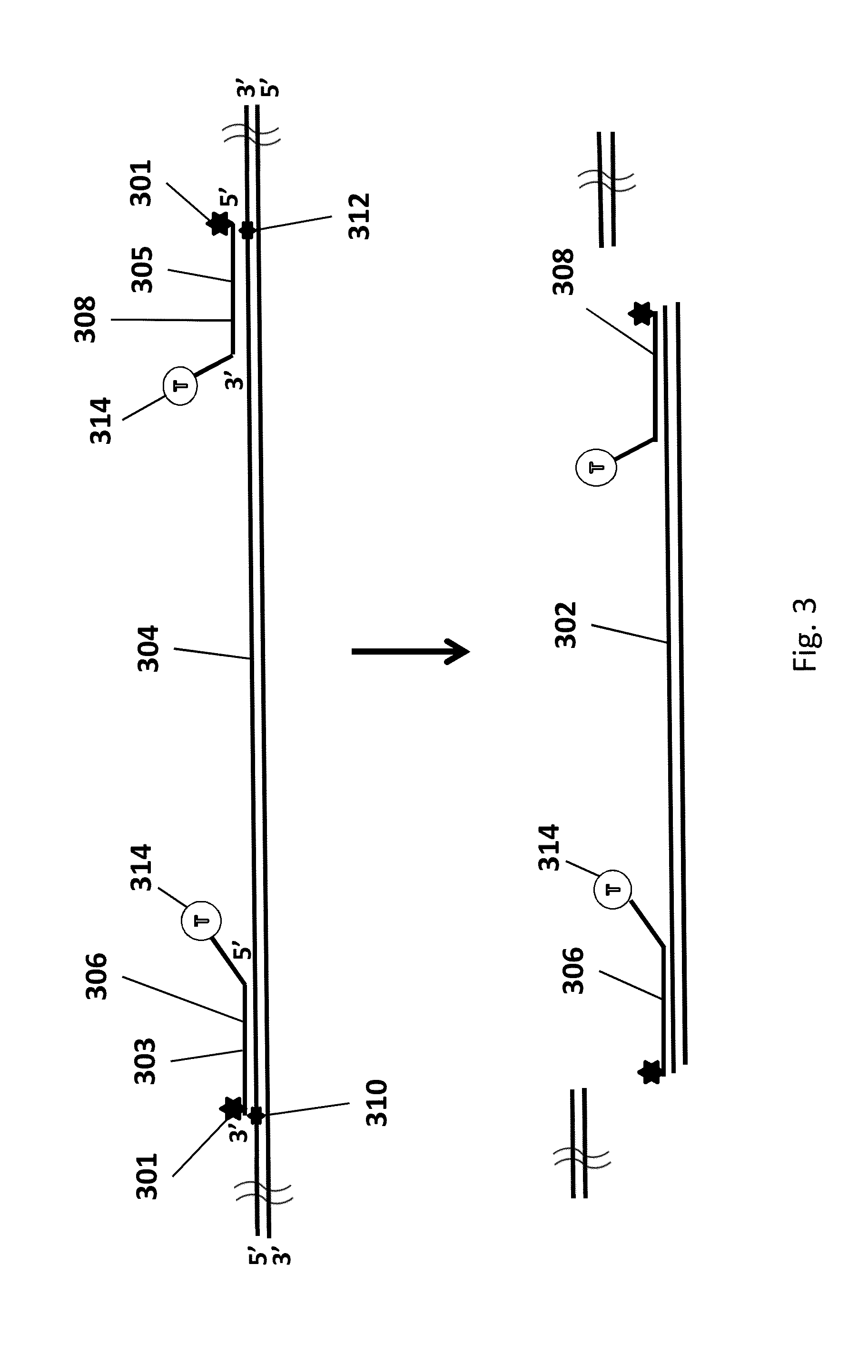 Genomic enrichment method, composition, and reagent kit