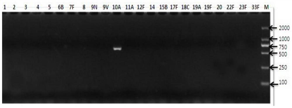 A kit for detecting pneumococcal serotype 10a