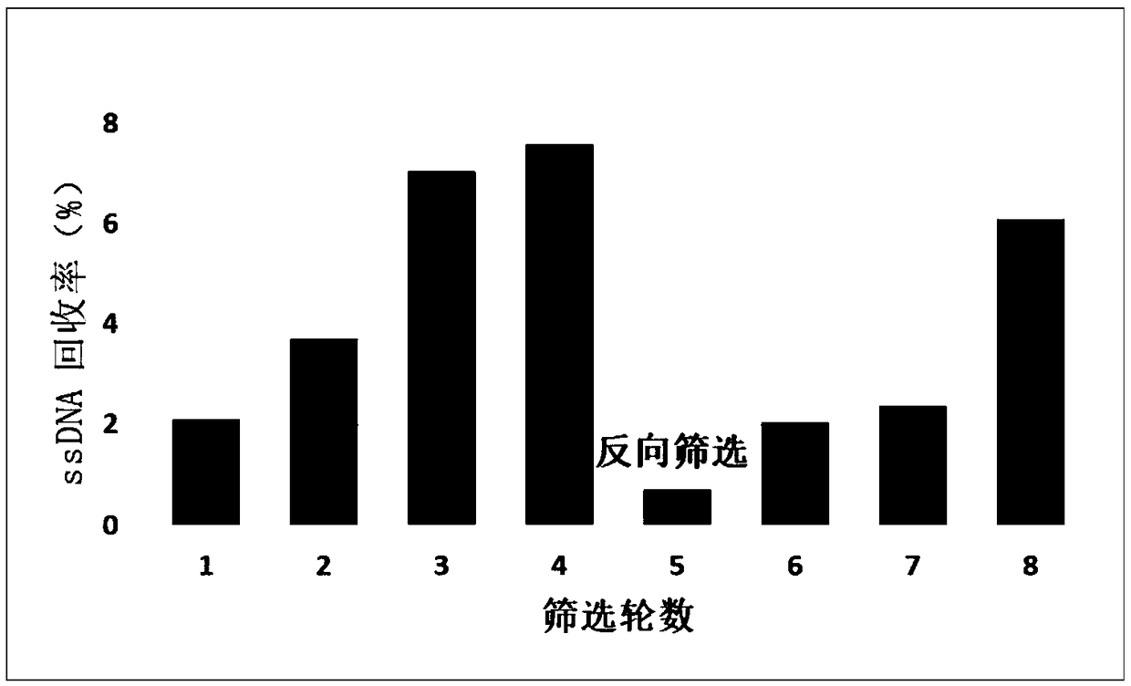 Group of nucleic acid aptamers specifically binding to gliotoxin and application of nucleic acid aptamers