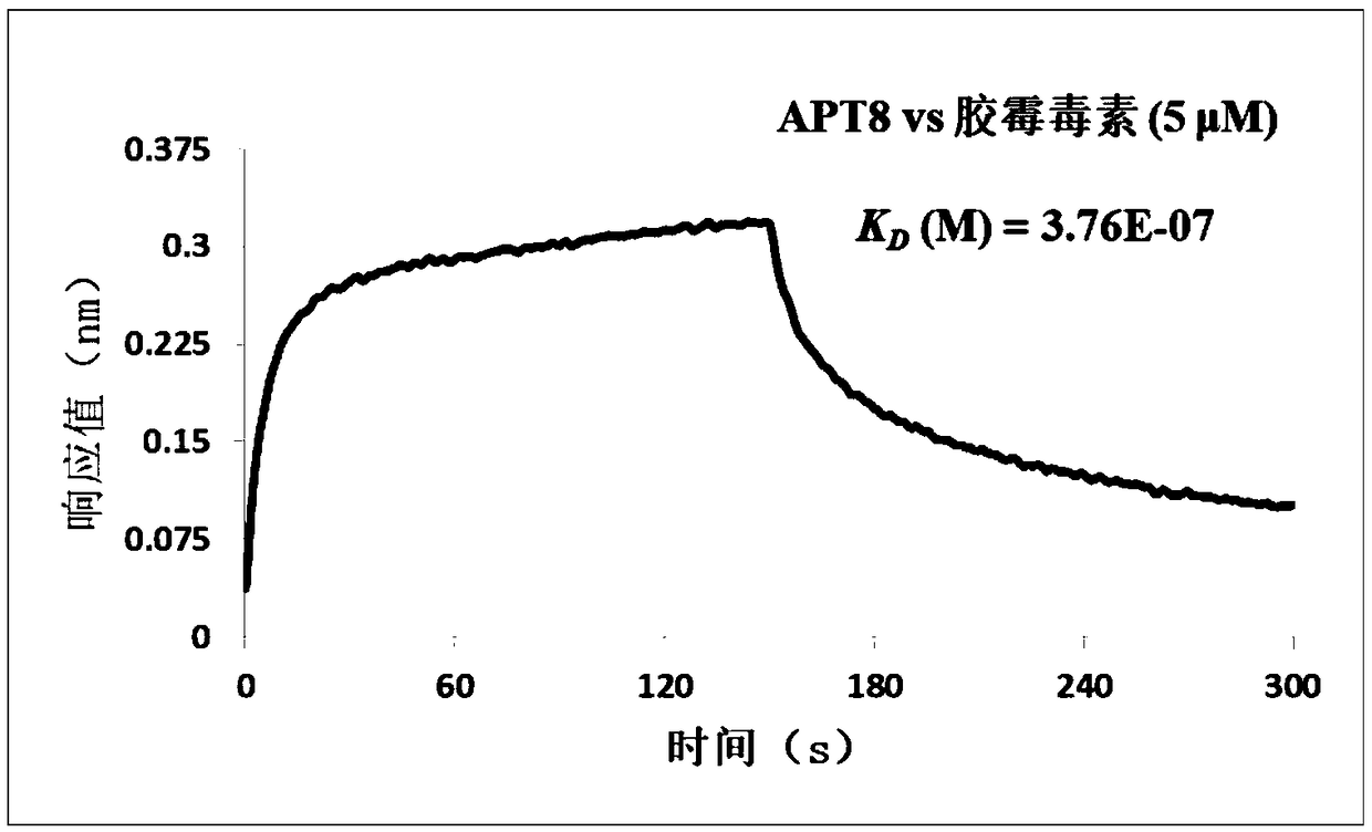 Group of nucleic acid aptamers specifically binding to gliotoxin and application of nucleic acid aptamers