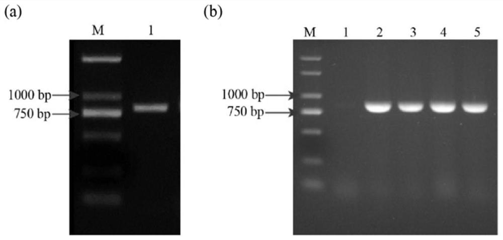 Key gene GbMYB4 for regulating synthesis of ginkgo flavonoids, protein expressed by key gene GbMYB4, vector and application