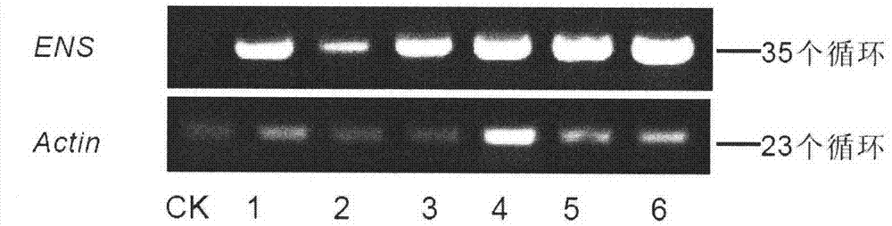 Protein for regulating growth of fruits and seeds and use thereof