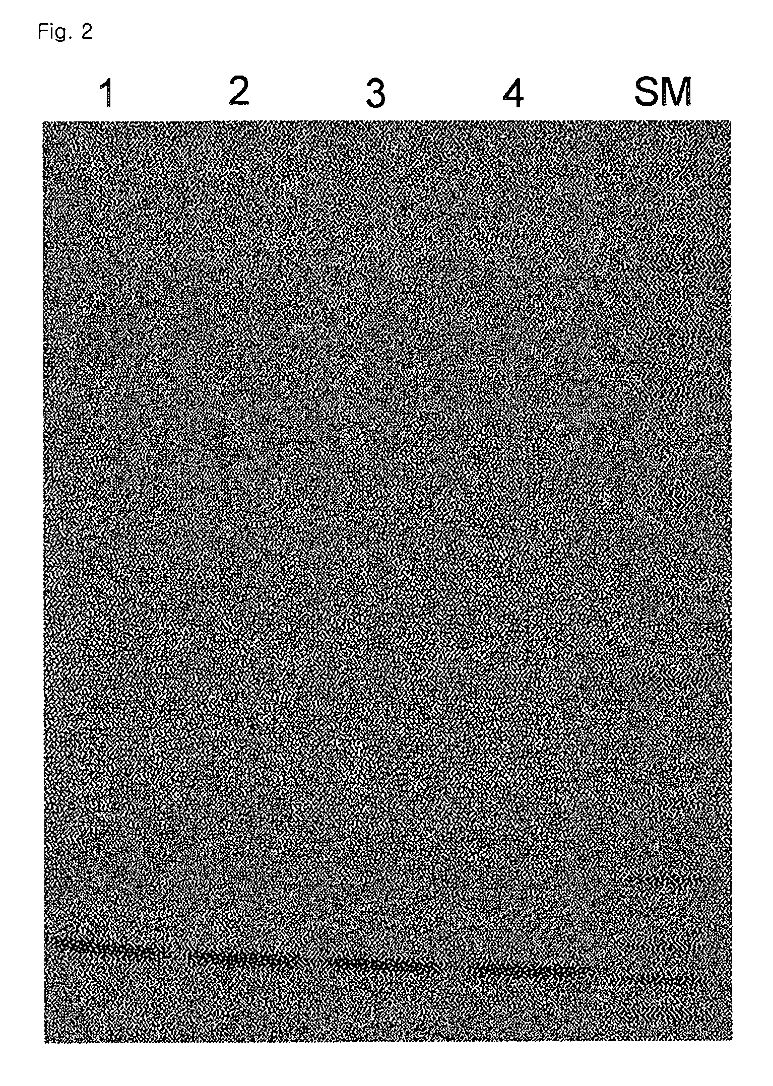 Fusion protein binding specifically to constant region of antibody, method of preparing the fusion protein, and method of isolating antibody using the fusion protein