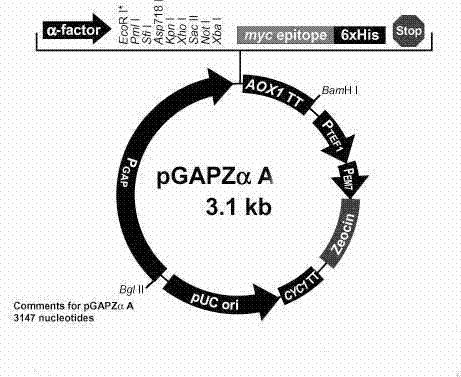 Dengue virus (DENV)-like particle as well as preparation method and application thereof