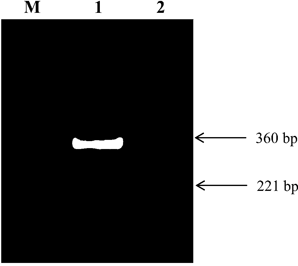 dsRNA (double-stranded ribonucleic acid) of sitobion avenae symbiotic bacteria gene and application thereof in reducing sitobion avenae survival rate