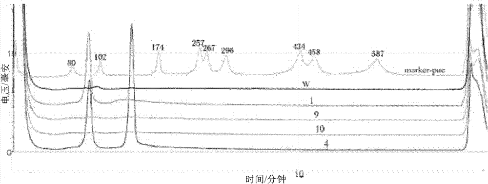 Multiplex PCR-DHPLC (polymerase chain reaction-denaturing high performance liquid chromatography) detection primer and detection method for genetically modified cotton