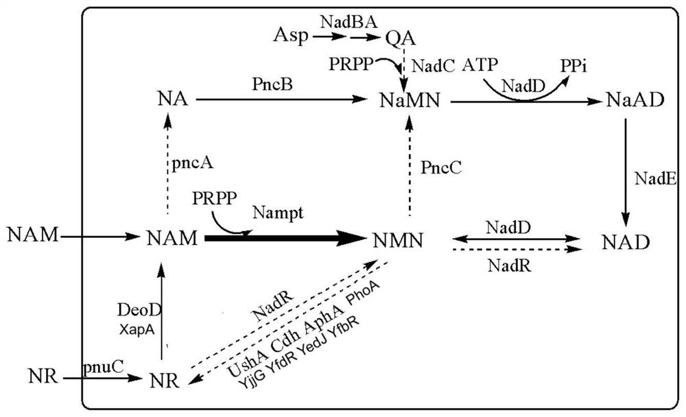 Recombinant microorganism for producing beta-nicotinamide mononucleotide at high yield and method for producing beta-nicotinamide mononucleotide