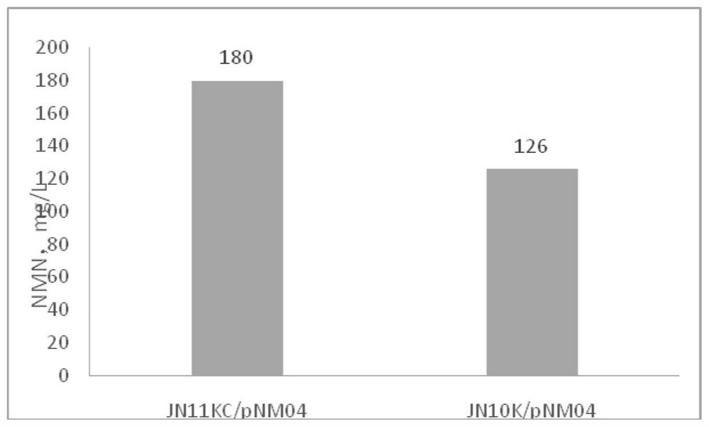 Recombinant microorganism for producing beta-nicotinamide mononucleotide at high yield and method for producing beta-nicotinamide mononucleotide