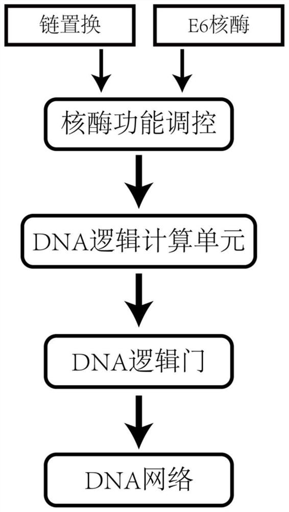 A DNA Network Construction Method Based on Strand Displacement Regulation of E6 Ribozyme Function