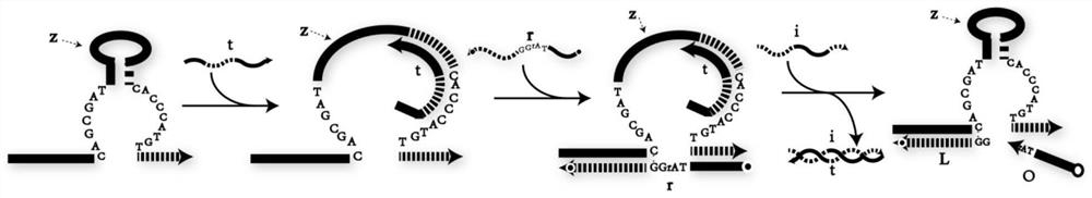 A DNA Network Construction Method Based on Strand Displacement Regulation of E6 Ribozyme Function