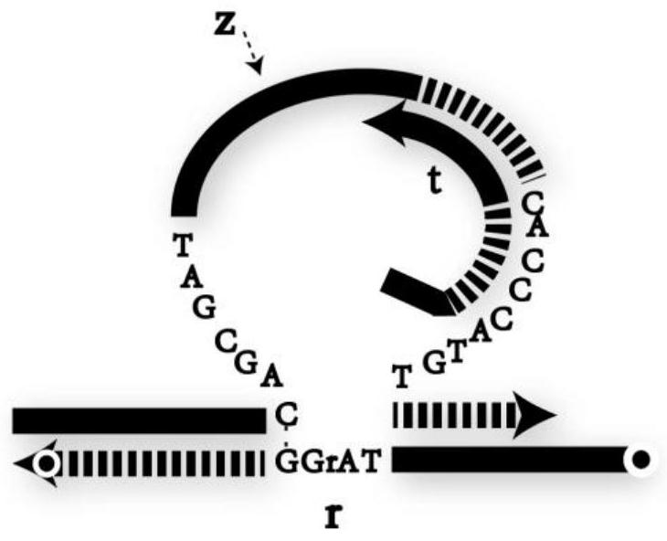 A DNA Network Construction Method Based on Strand Displacement Regulation of E6 Ribozyme Function