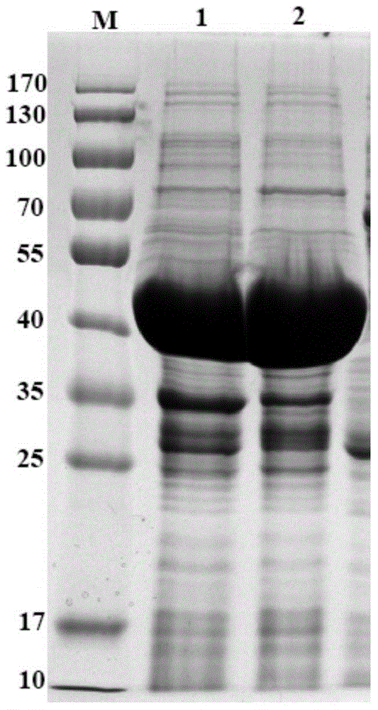 Protein of acinetobacter baumannii hypothetical protein A1S_1523 as well as preparation method and application of protein