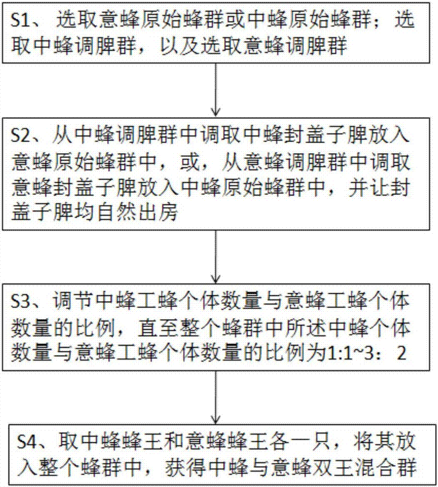 Two-bee-specie dual queen mixed group construction, mixed royal jelly and production method thereof