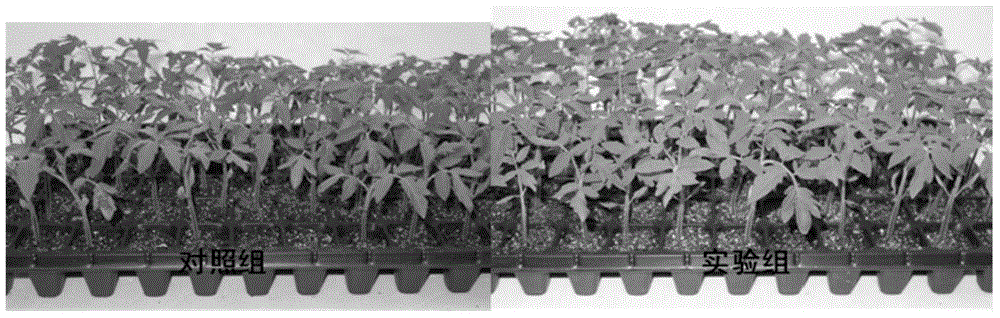 Bacillus amyloliquefaciens, method for preparing solid inoculant thereof and application of solid inoculant