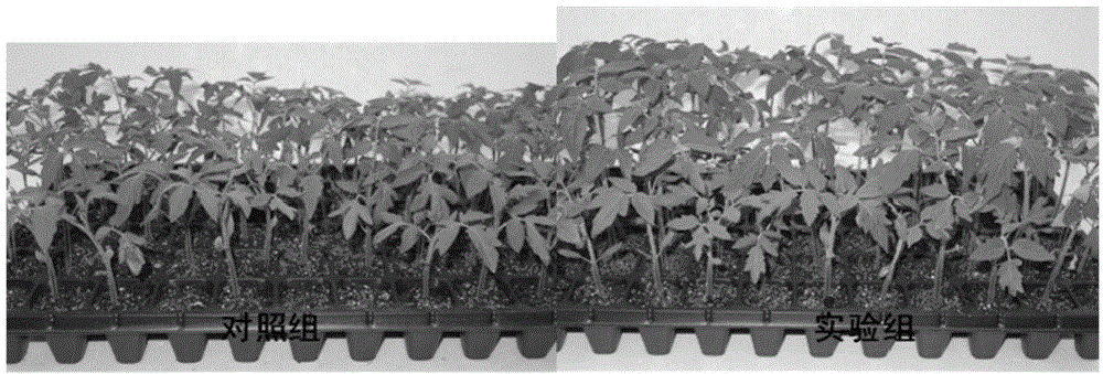 Bacillus amyloliquefaciens, method for preparing solid inoculant thereof and application of solid inoculant