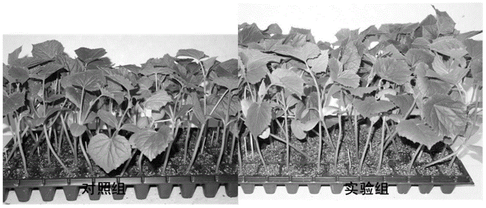 Bacillus amyloliquefaciens, method for preparing solid inoculant thereof and application of solid inoculant