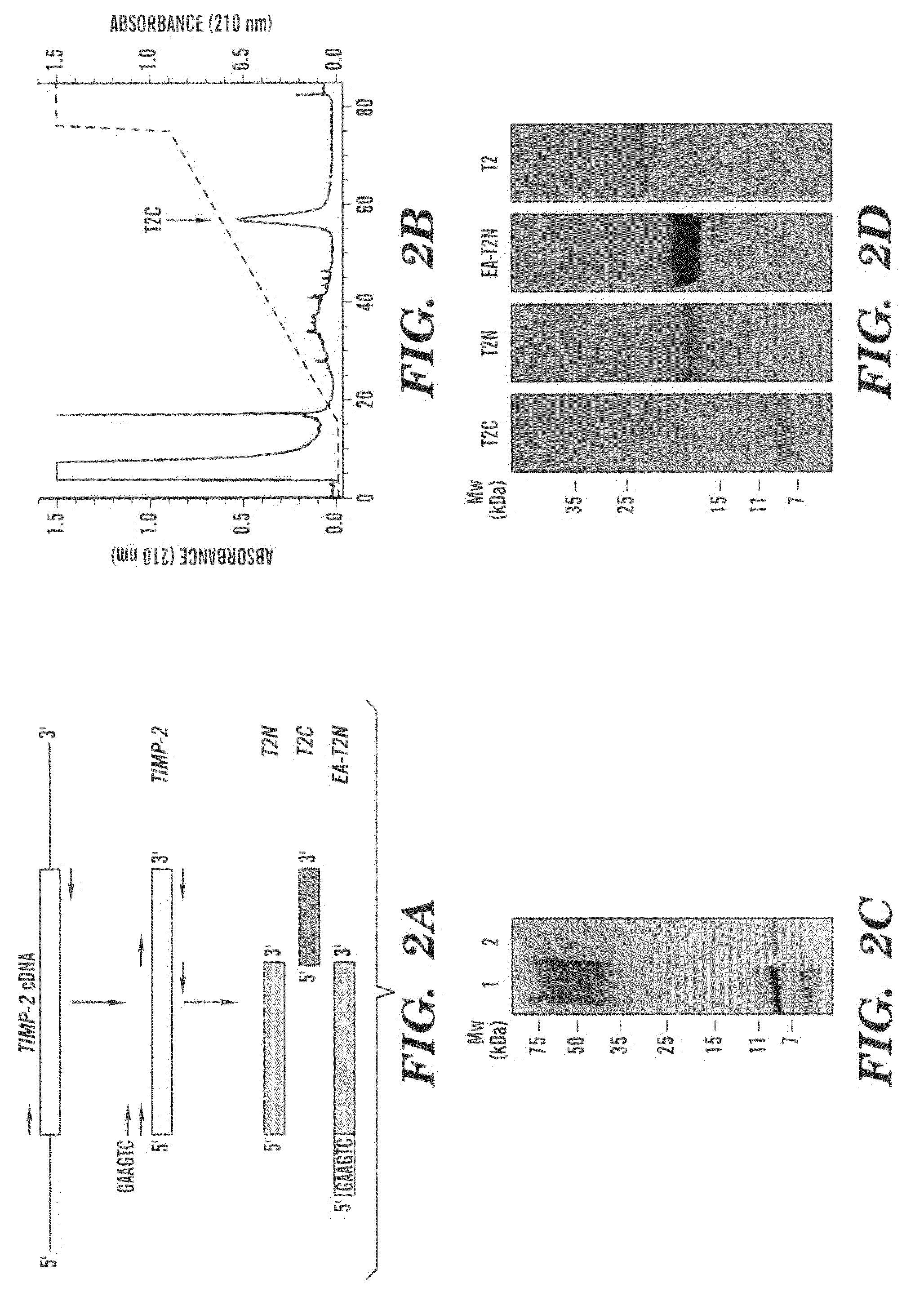 Antiangiogenic peptides