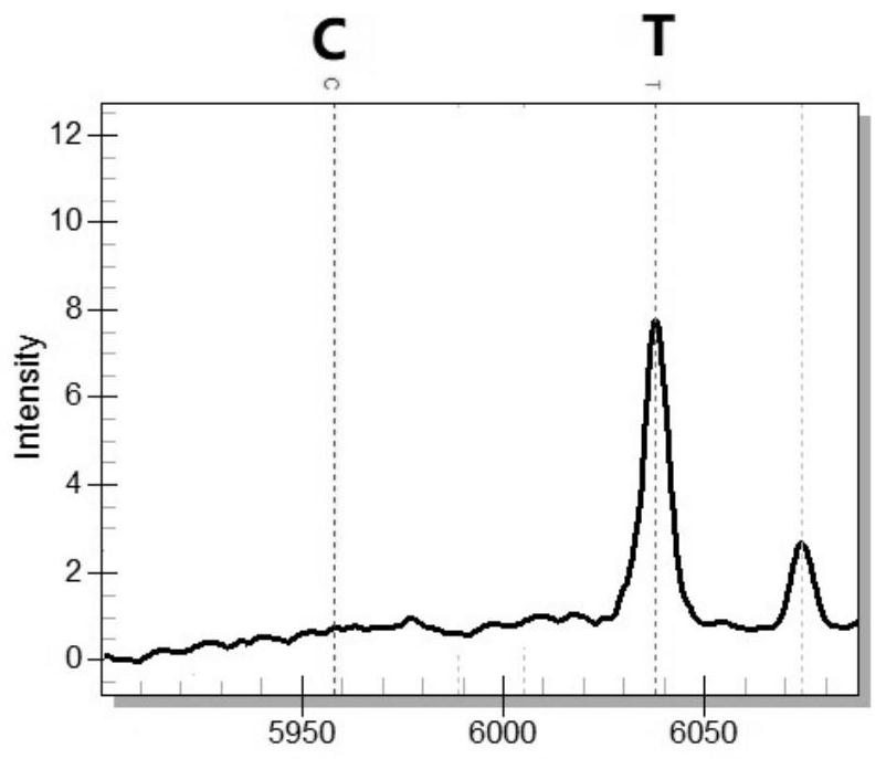 Method for screening athletes by adopting rs283 polymorphic sites of LPL genes, primer group and kit