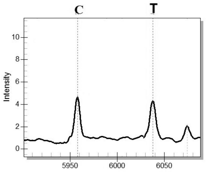 Method for screening athletes by adopting rs283 polymorphic sites of LPL genes, primer group and kit