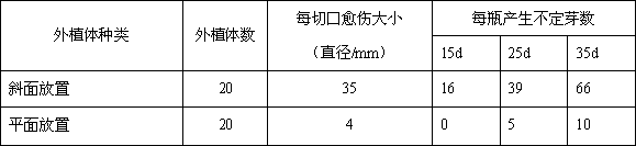 Tissue culture propagation method for Heuchera micrantha variety 'Mahogany'