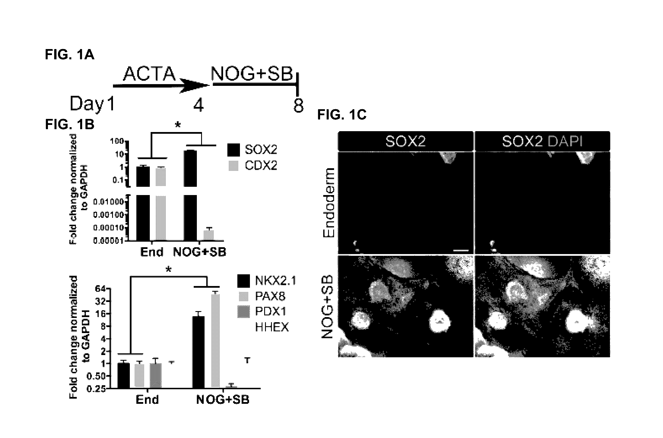 Compositions and methods for obtaining stem cell derived lung tissue, and related uses therof