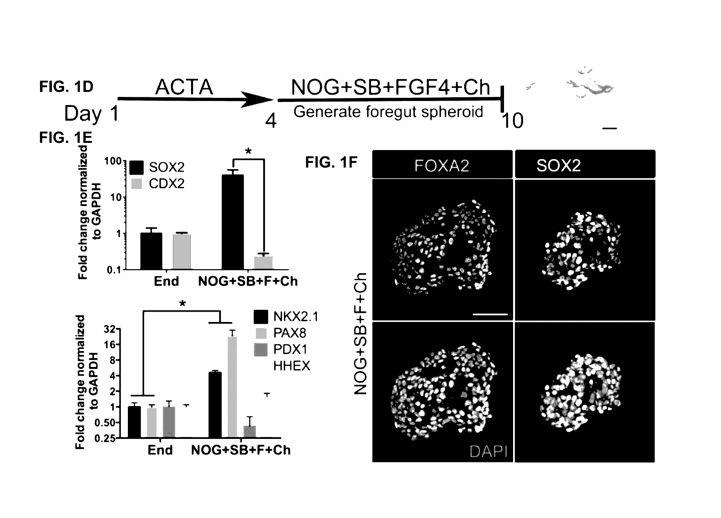 Compositions and methods for obtaining stem cell derived lung tissue, and related uses therof