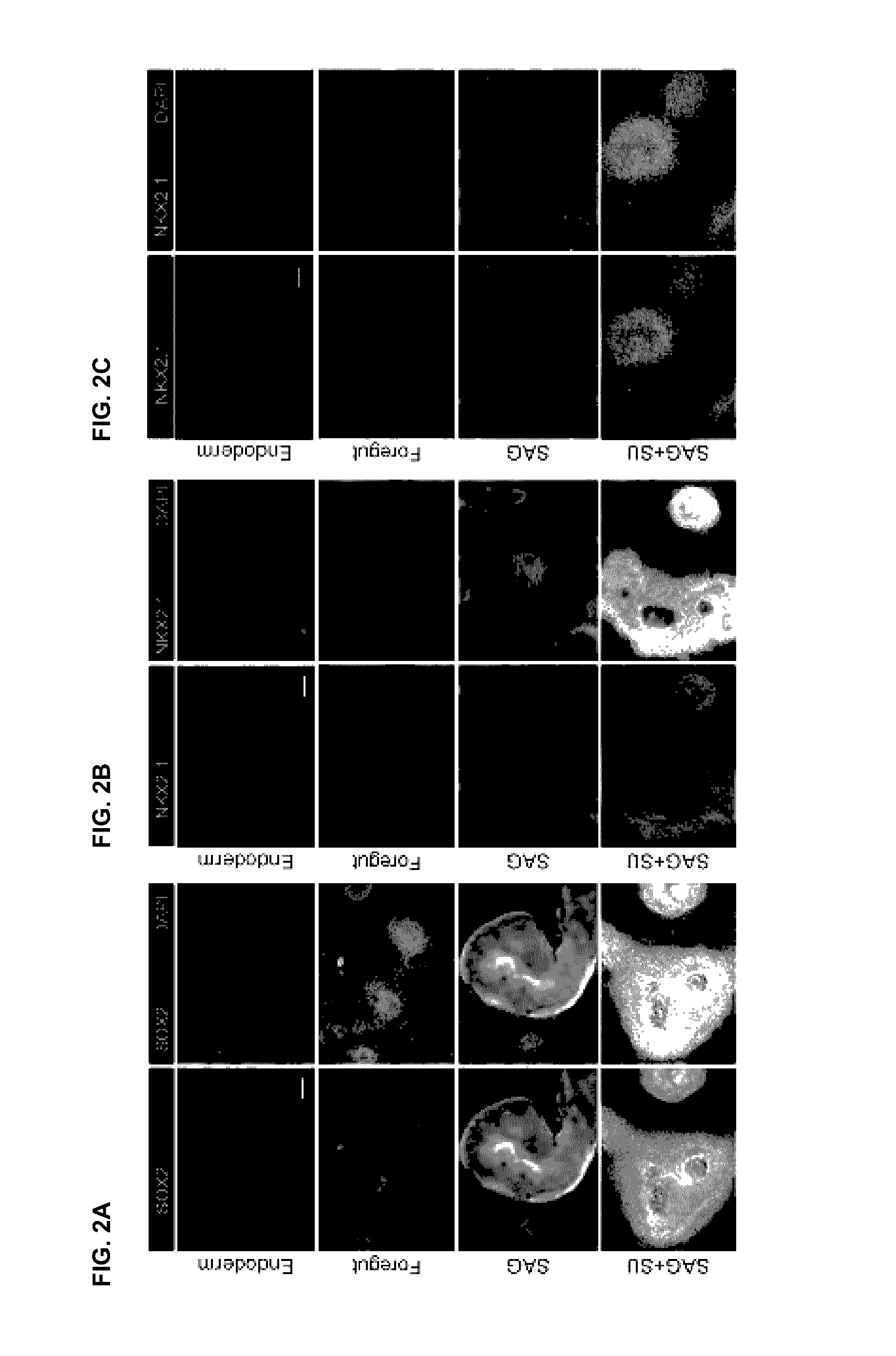 Compositions and methods for obtaining stem cell derived lung tissue, and related uses therof