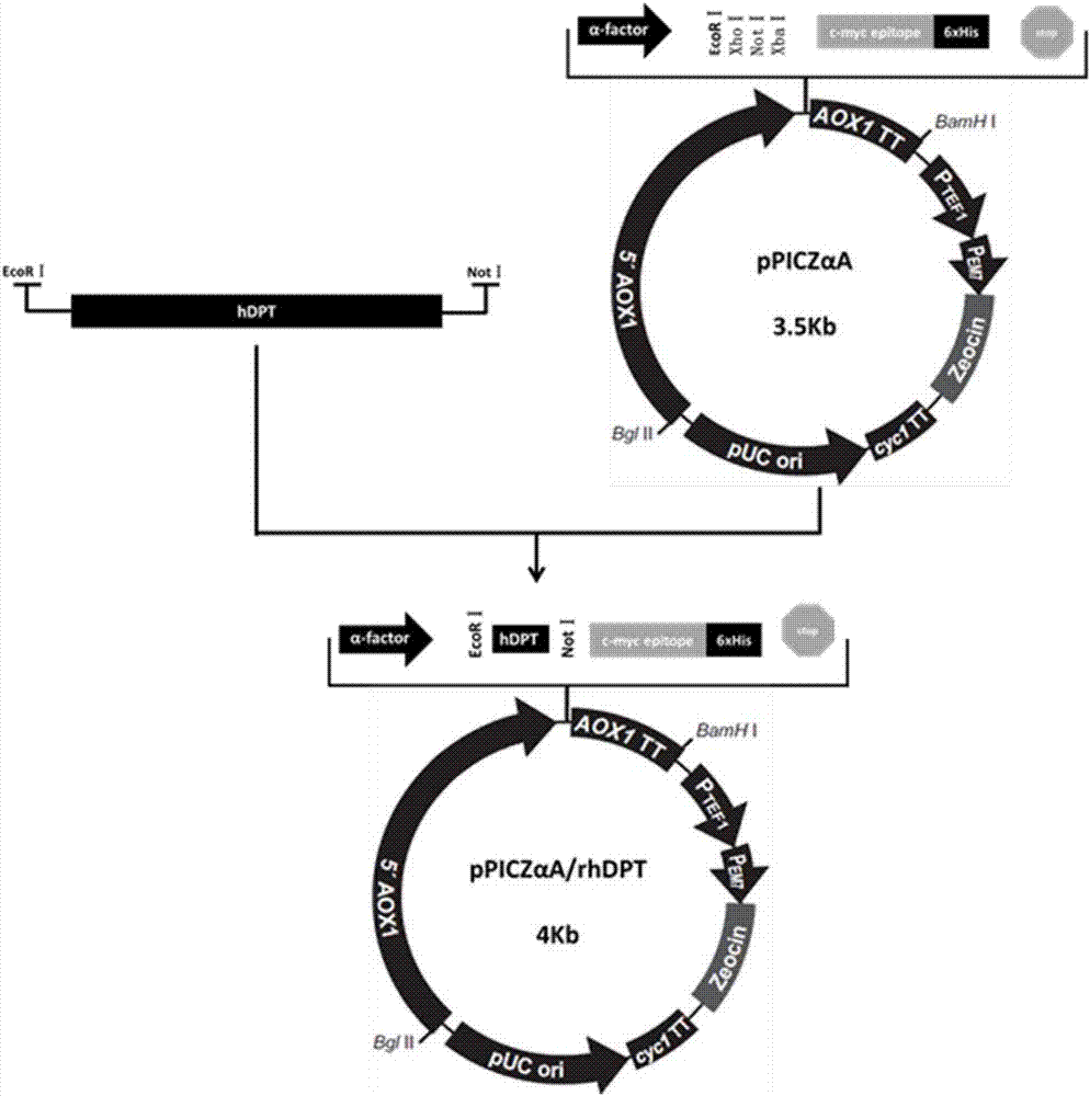 Mature peptide of recombination human DPT (dermatopontin) and production method thereof