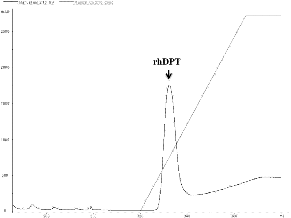 Mature peptide of recombination human DPT (dermatopontin) and production method thereof