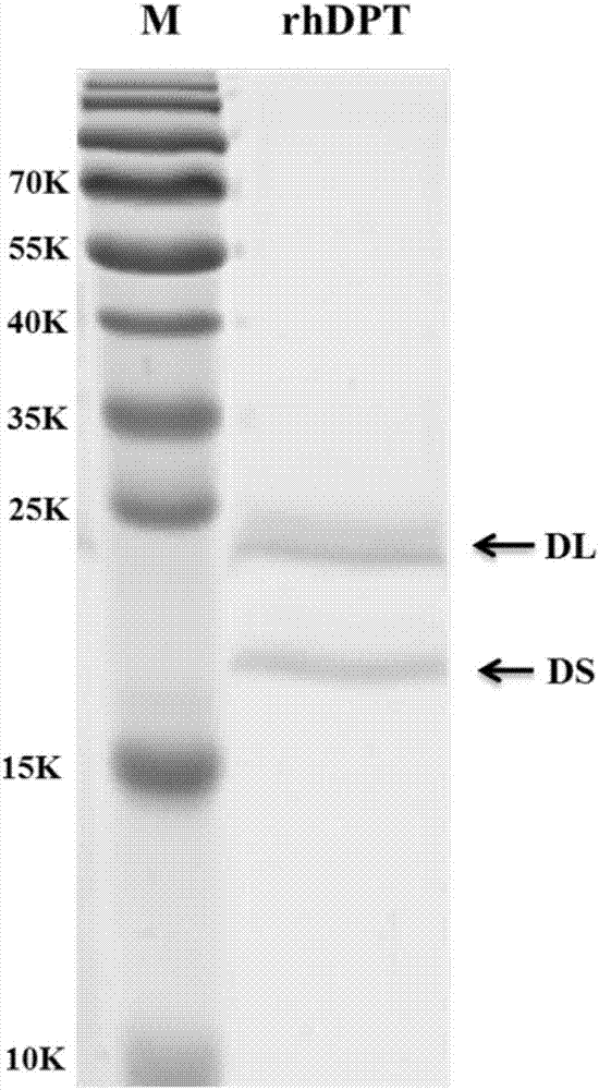 Mature peptide of recombination human DPT (dermatopontin) and production method thereof