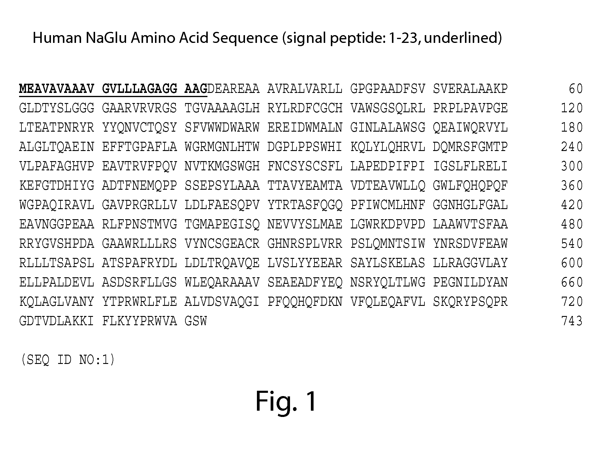 Recombinant human naglu protein and uses thereof