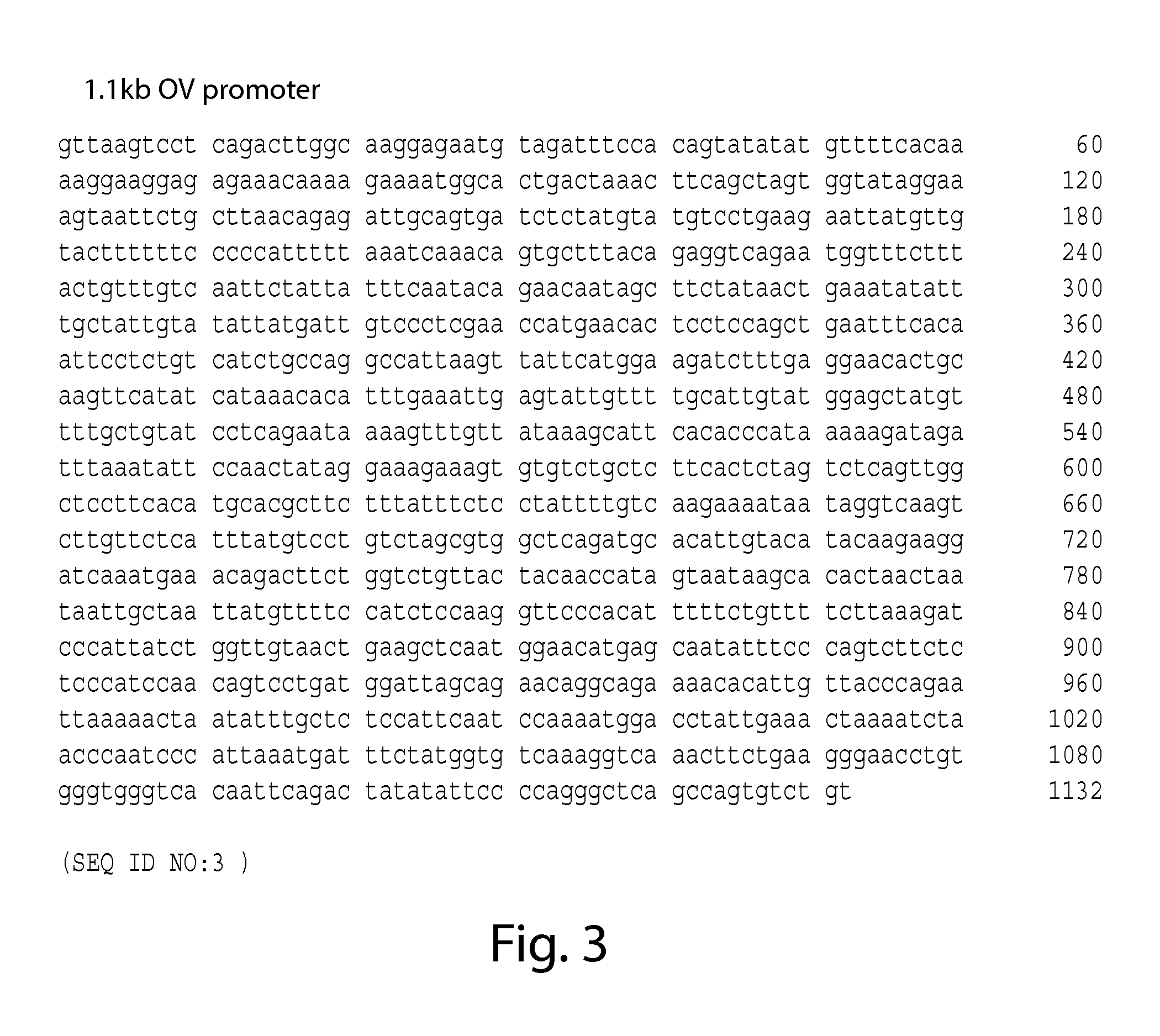 Recombinant human naglu protein and uses thereof