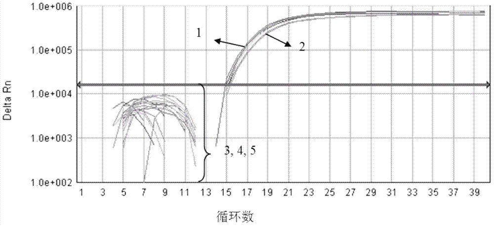 Oriental fruit moth fluorescent light PCR (Polymerase Chain Reaction) detection method and application