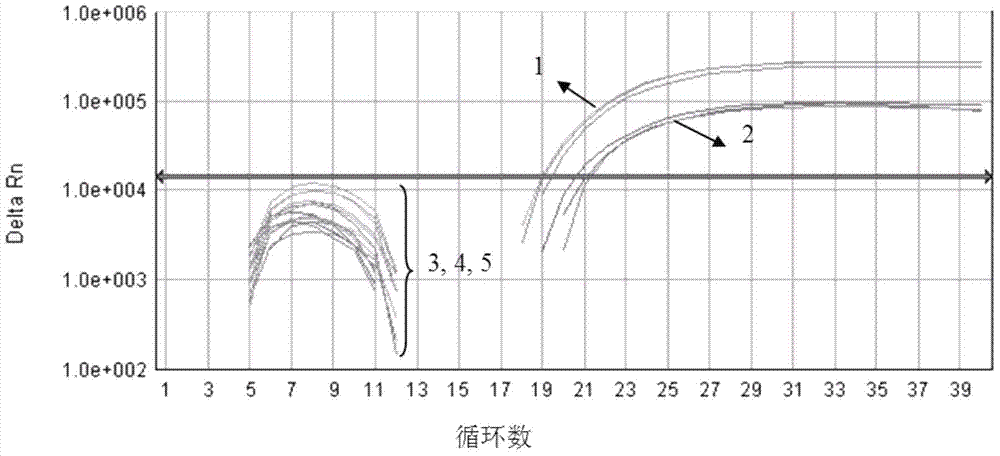 Oriental fruit moth fluorescent light PCR (Polymerase Chain Reaction) detection method and application