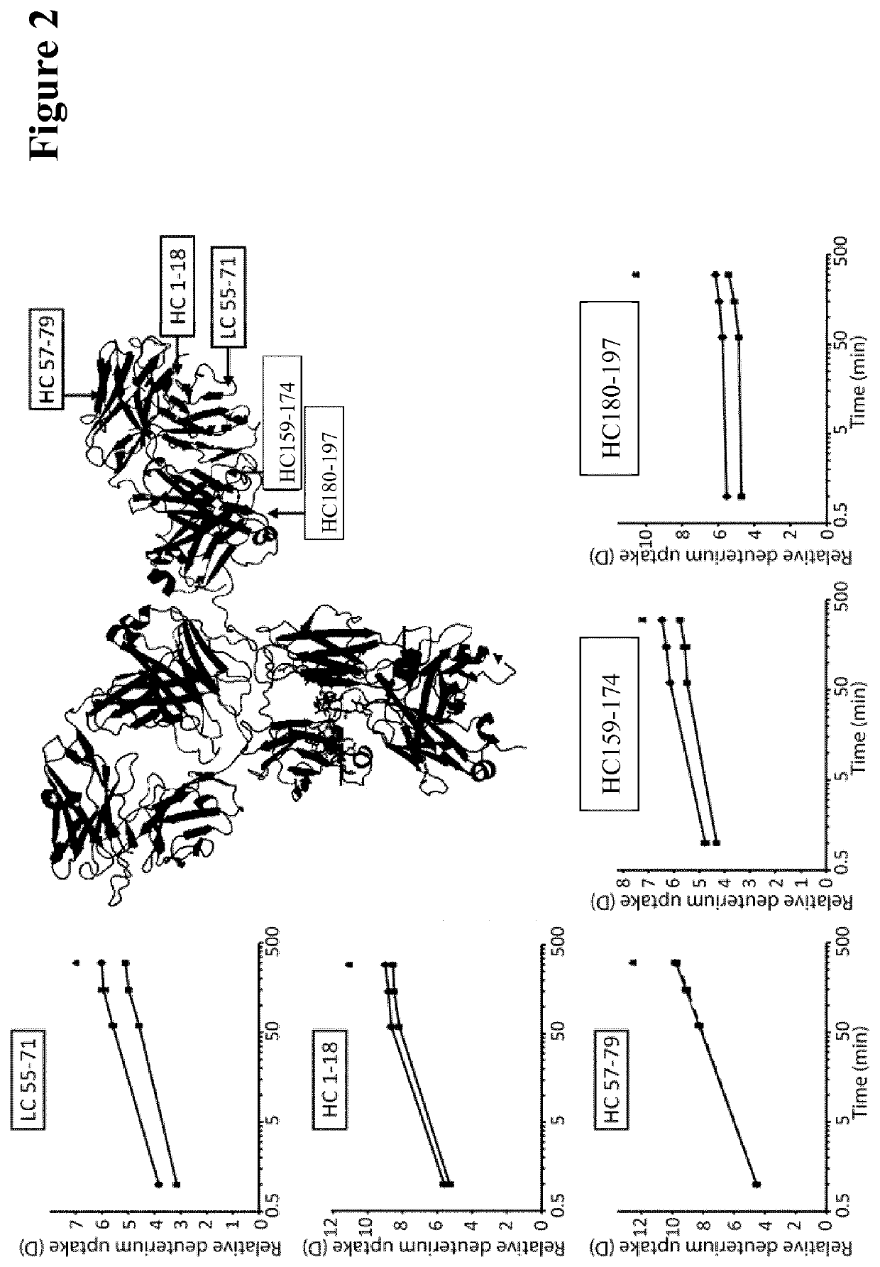 Method for selecting antibodies with modified fcrn interaction