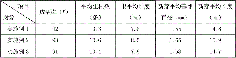 Asexual propagation method for camellia oleifera