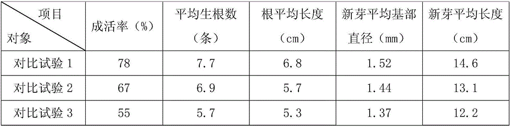 Asexual propagation method for camellia oleifera