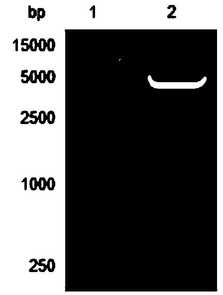 Respiratory syncytial virus-like particles and preparation method and application thereof