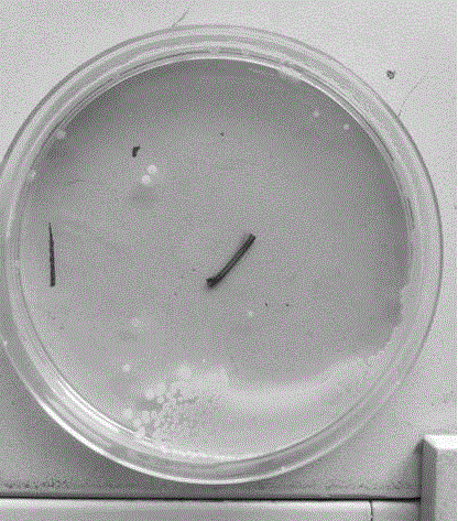 Original ecological sterilization type ultrasonic coupling agent