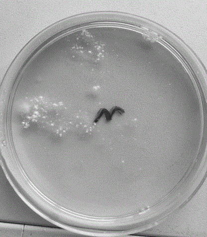 Original ecological sterilization type ultrasonic coupling agent