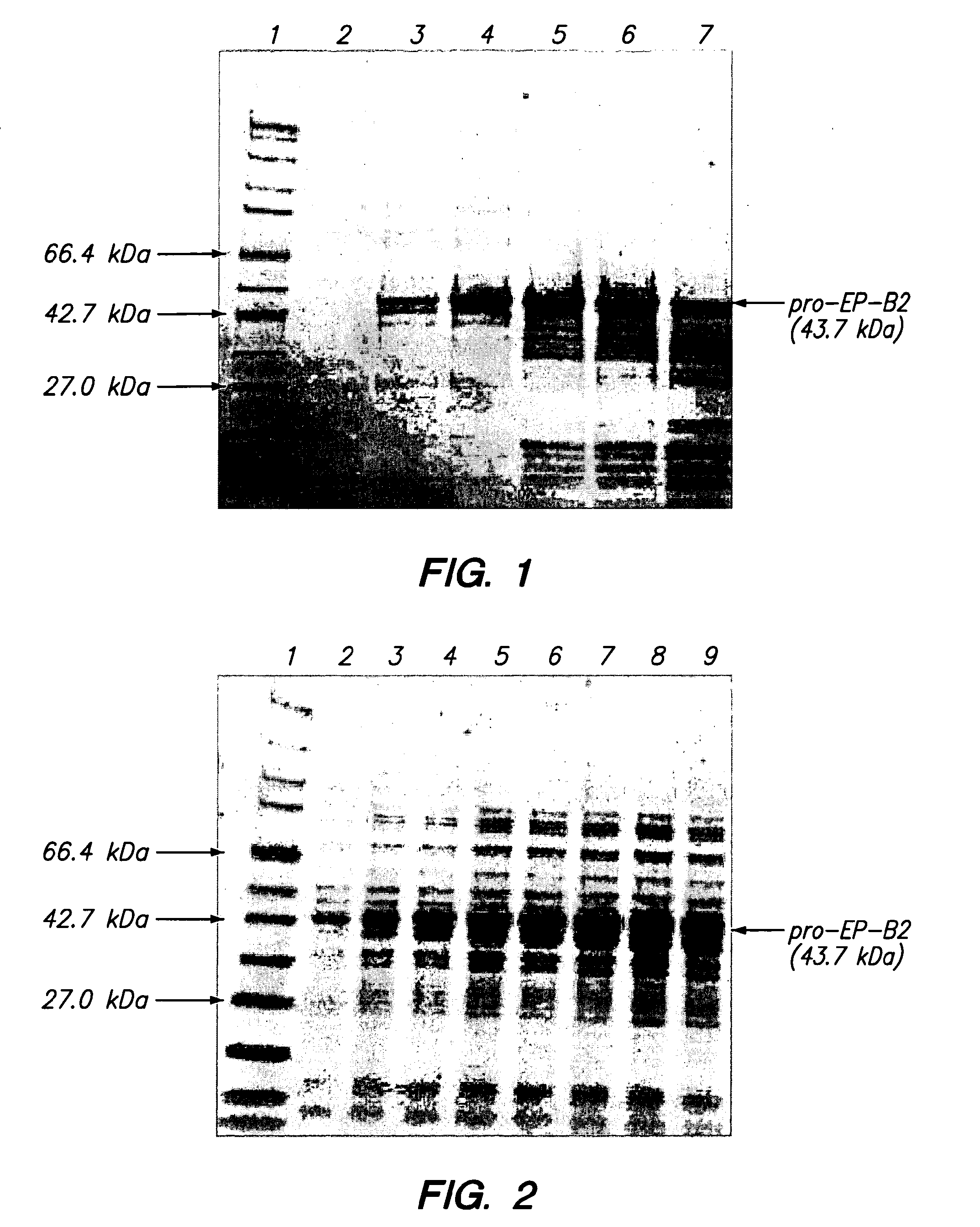 Scaleable Manufacturing Process for Cysteine Endoprotease B, Isoform 2