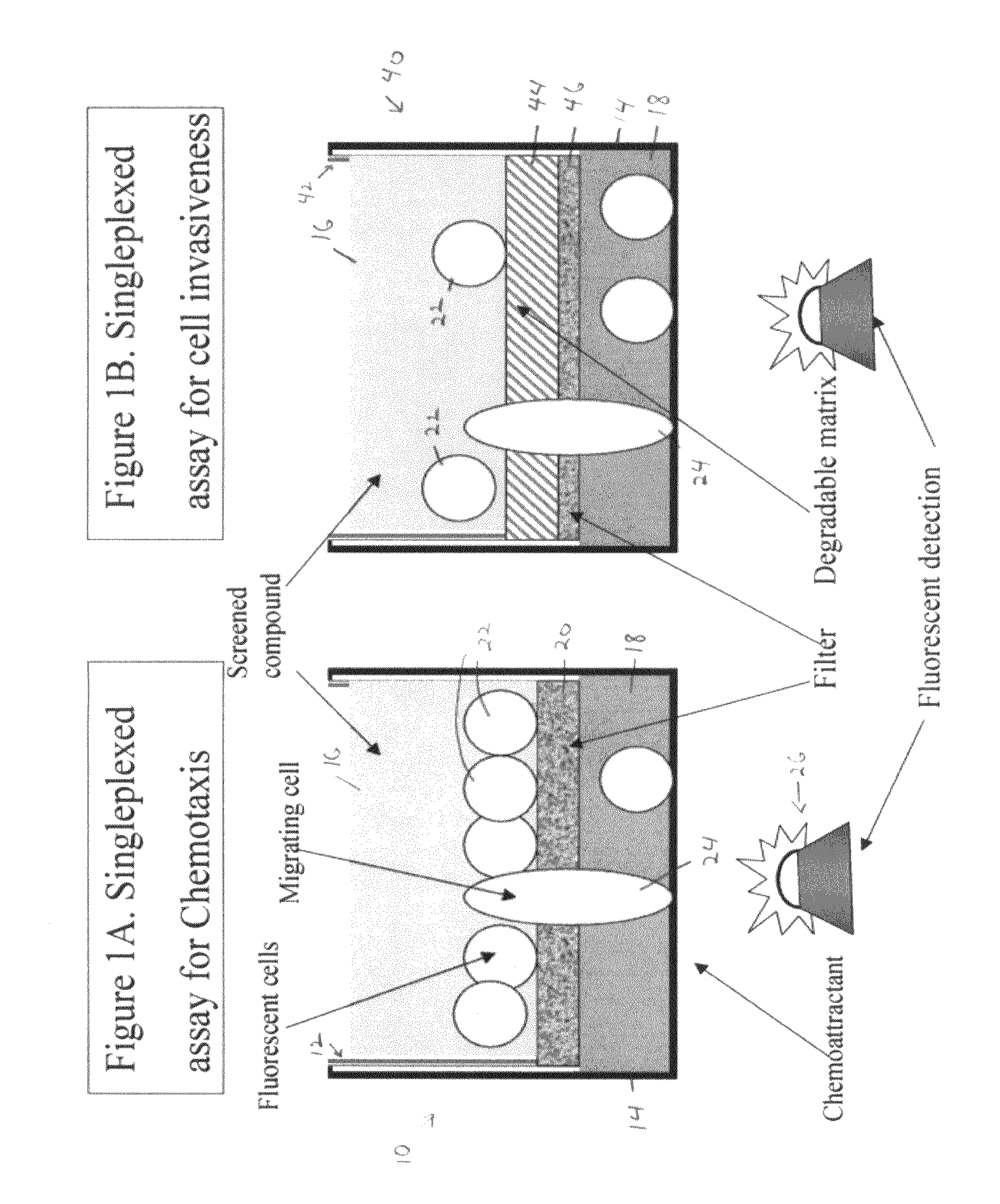 Multiplexed assays of cell migration