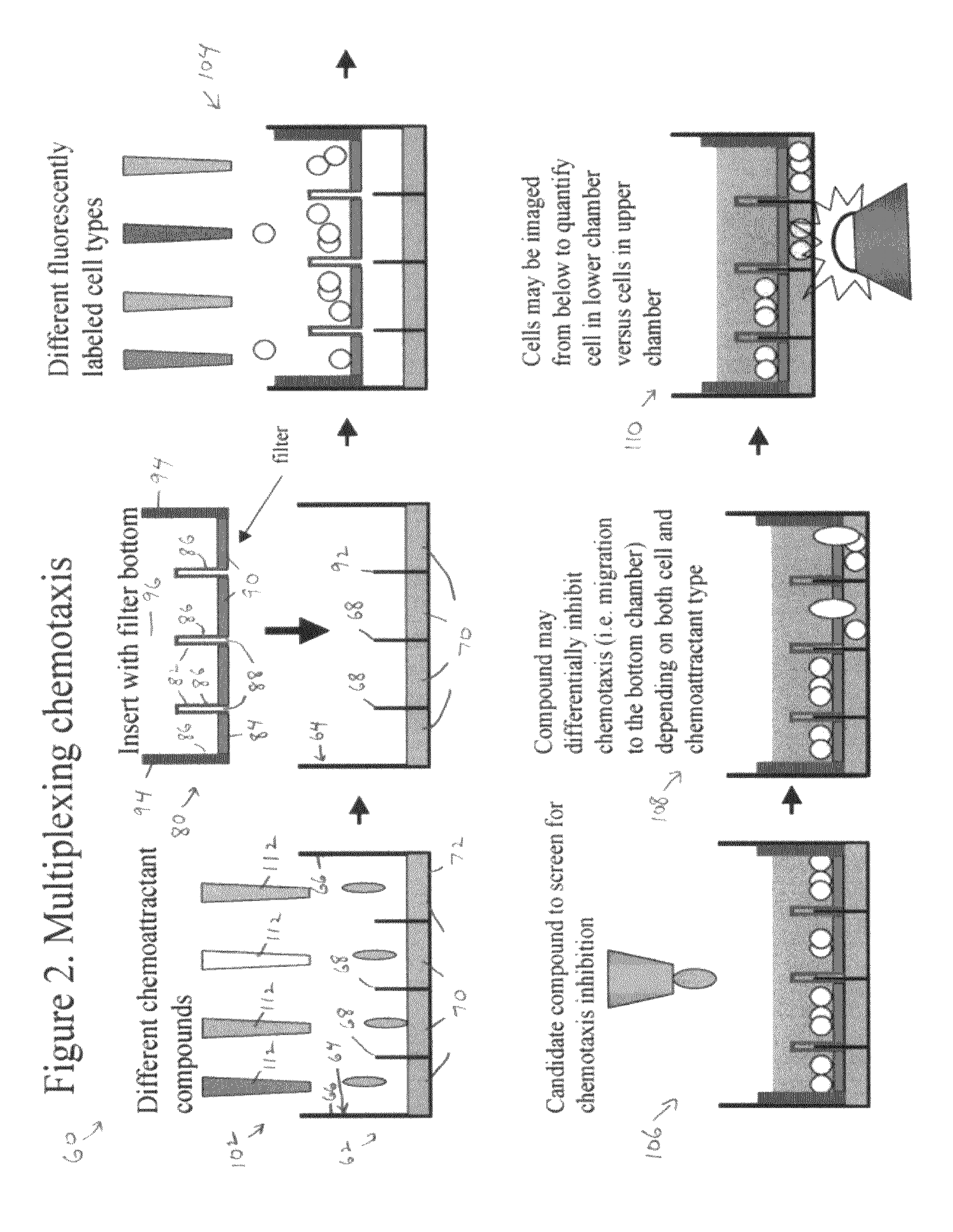 Multiplexed assays of cell migration