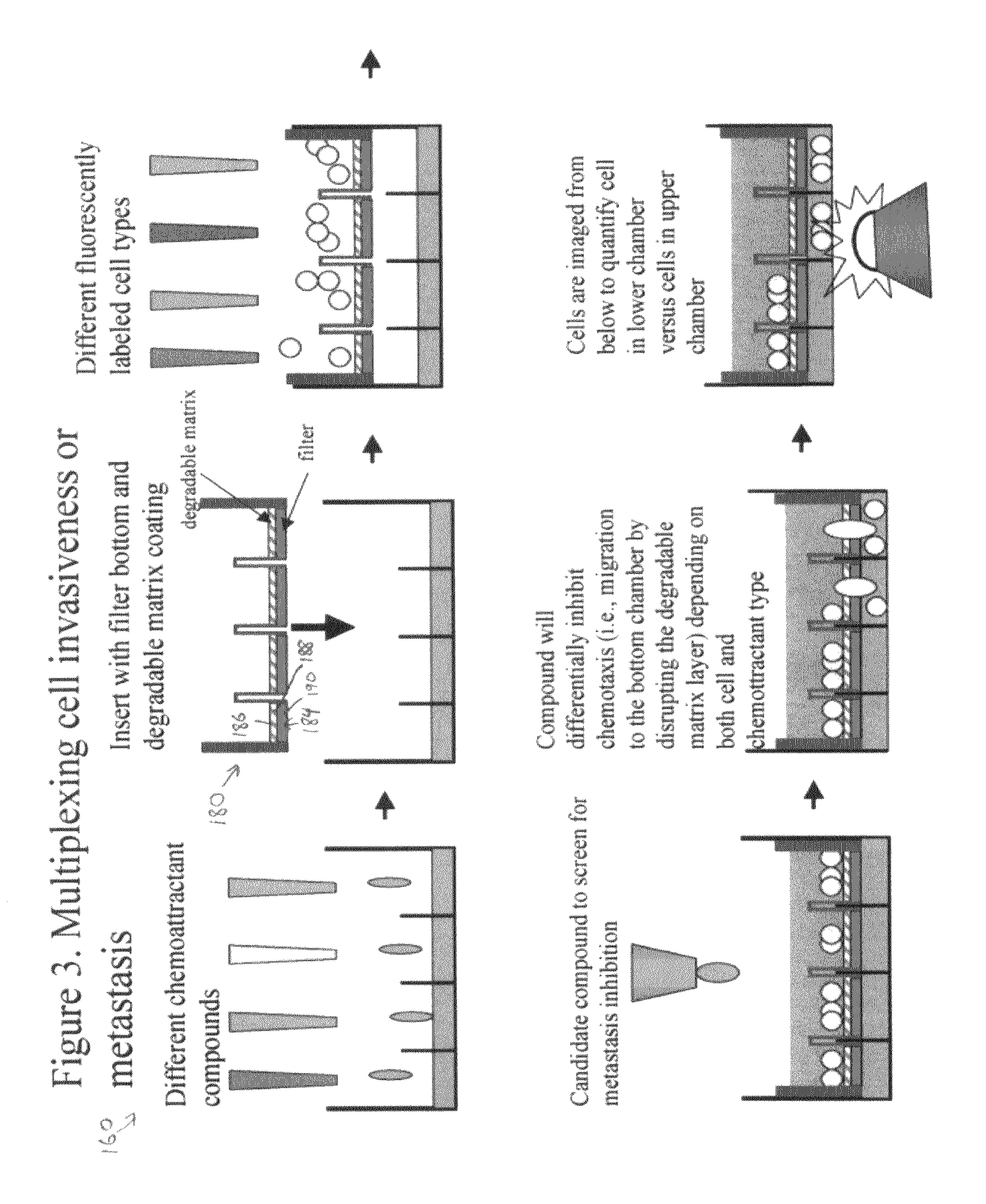 Multiplexed assays of cell migration