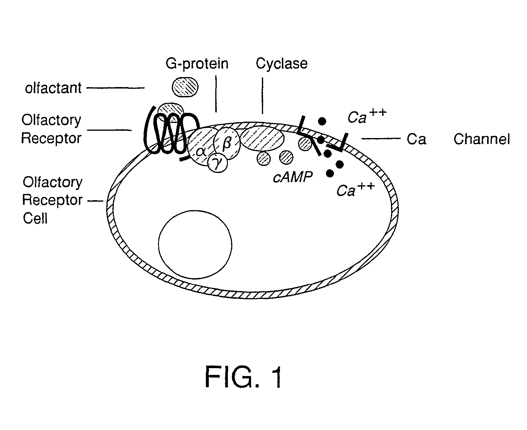 Biosensor for defecting chemical agents